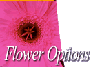 Flowers Option