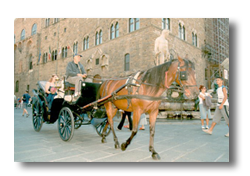 Horse and Carriage Rides