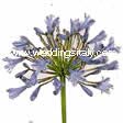 Agapanthus Donau