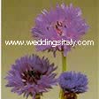 Centaurea