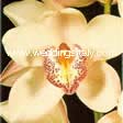 Cymbidium