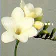 Freesia