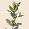 Gentiana