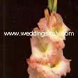 Gladiolus