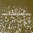 Gypsophila