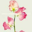 Lathyrus