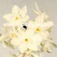 Narcissus Ziva