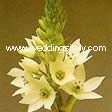 Ornithogalum