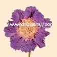 Scabiosa