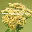 Sedum