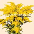 Solidago