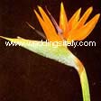 Strelitzia