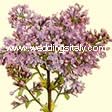 Syringa vulgaris