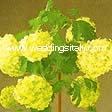 Viburnum