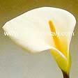 Zantedeschia