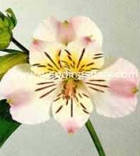 Alstroemeria