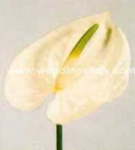 Anthurium