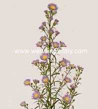 Aster