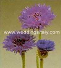 Centaurea
