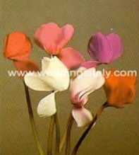 Cyclamen