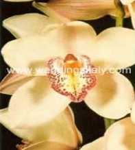 Cymbidium