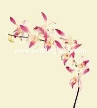 Dendrobium