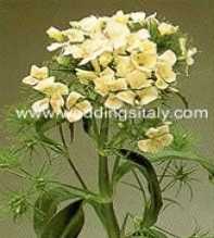 Dianthus Barbatus