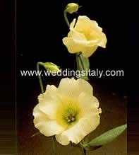 Eustoma