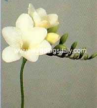Freesia