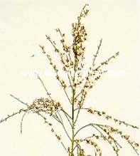 Genista