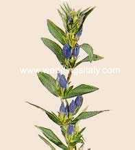 Gentiana