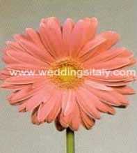 Gerbera