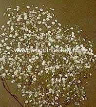 Gypsophila