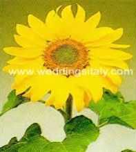 Helianthus
