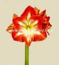 Hippeastrum