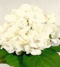 Hydrangea