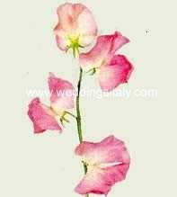 Lathyrus