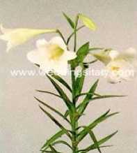 Lilium