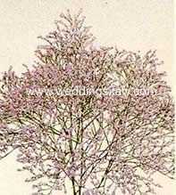 Limonium latifolium