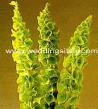 Moluccella