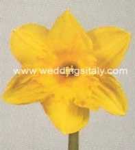 Narcissus