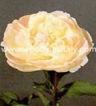 Paeonia (May, June)