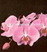 Phalaenopsis