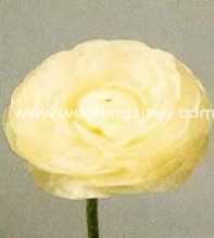 Ranunculus