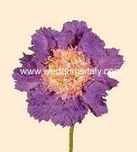 Scabiosa