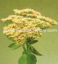 Sedum