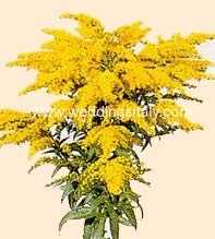 Solidago
