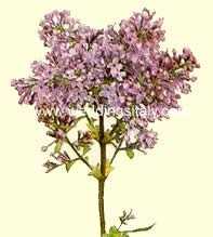 Syringa vulgaris