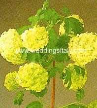 Viburnum