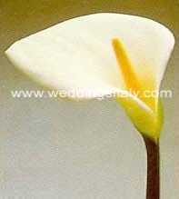Zantedeschia